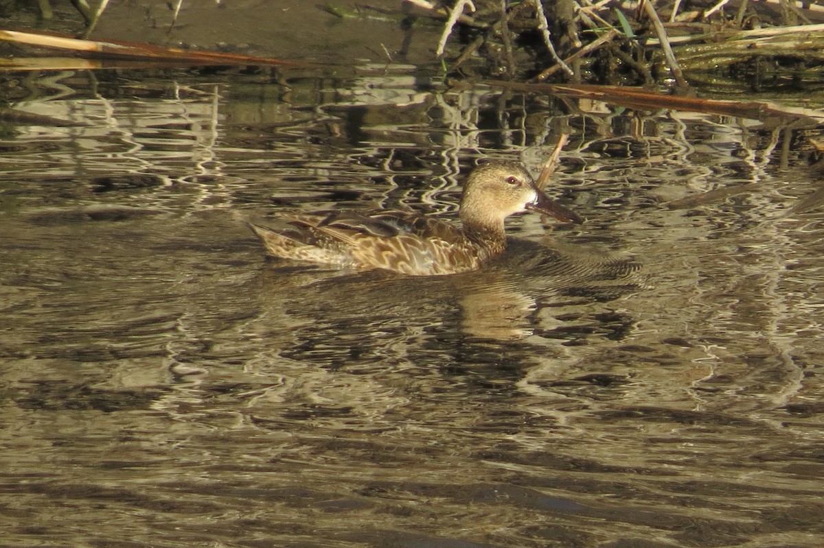 Cinnamon Teal - Bryant Olsen