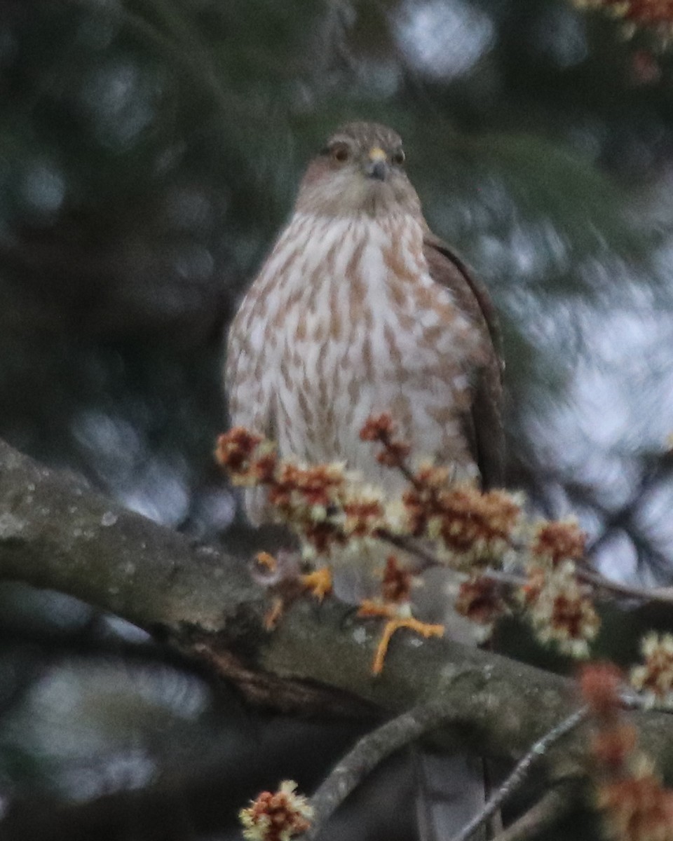 Sharp-shinned Hawk - John Cyrus