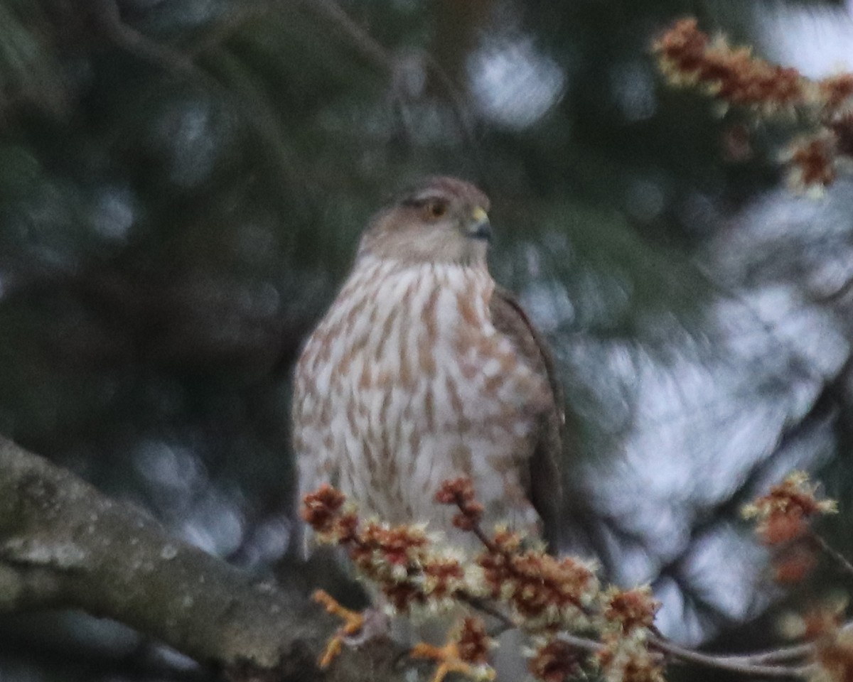 Sharp-shinned Hawk - ML534592281