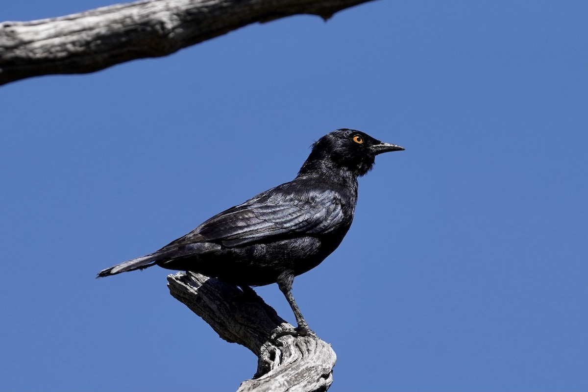 Pale-winged Starling - ML534592681