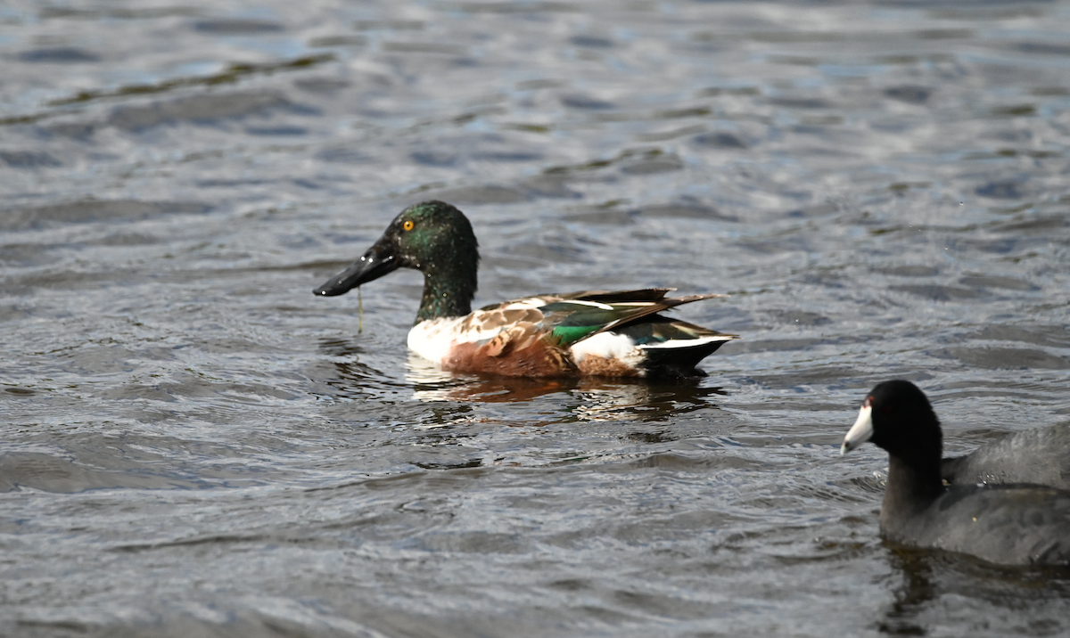 Northern Shoveler - ML534593171