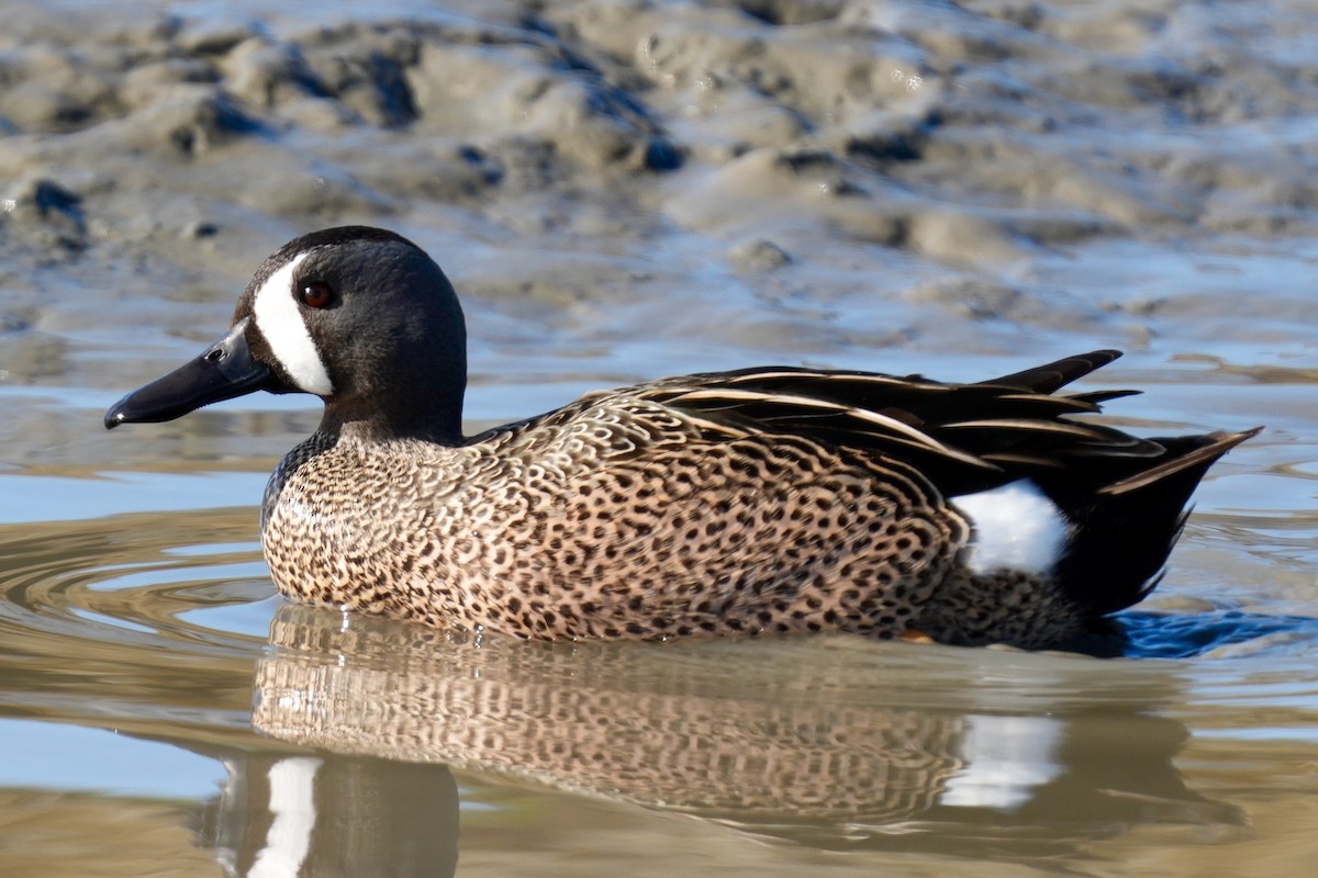 Blue-winged Teal - ML534593441