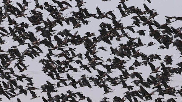 White-faced Whistling-Duck - ML534594141