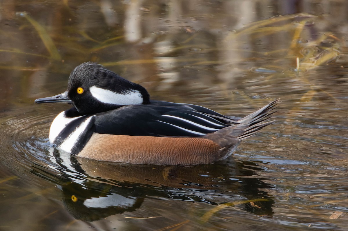 Hooded Merganser - ML534595241