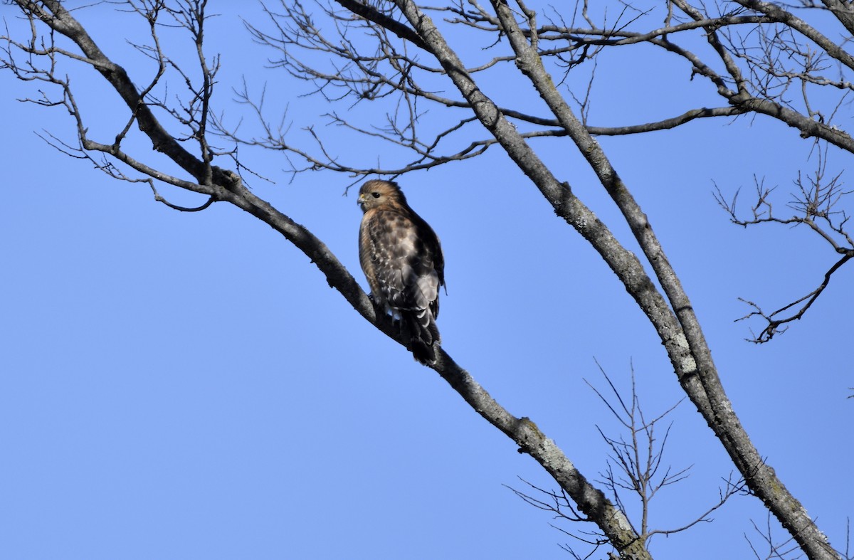 Red-shouldered Hawk - ML534595431