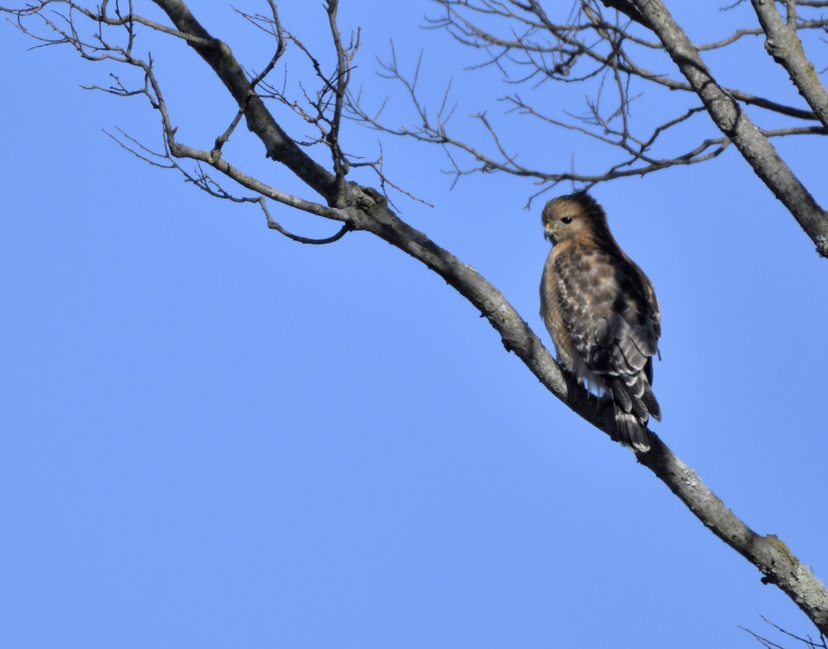 Red-shouldered Hawk - ML534595451