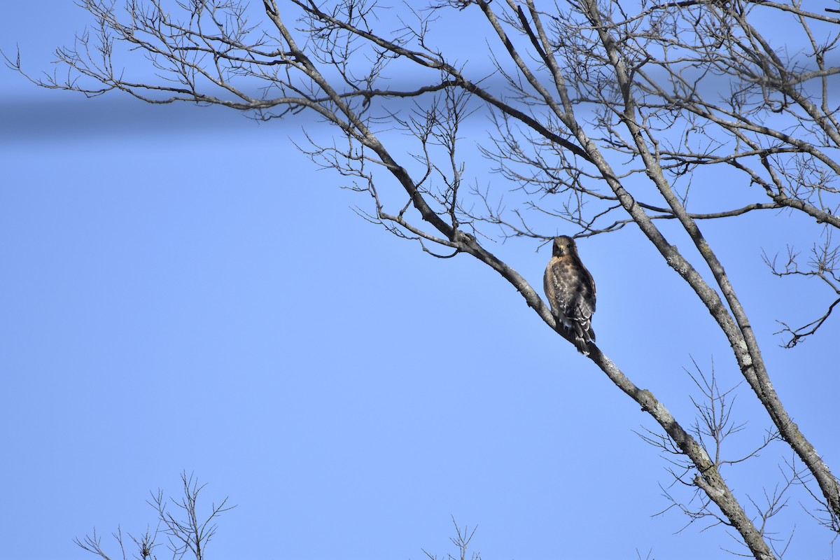 Red-shouldered Hawk - ML534595461