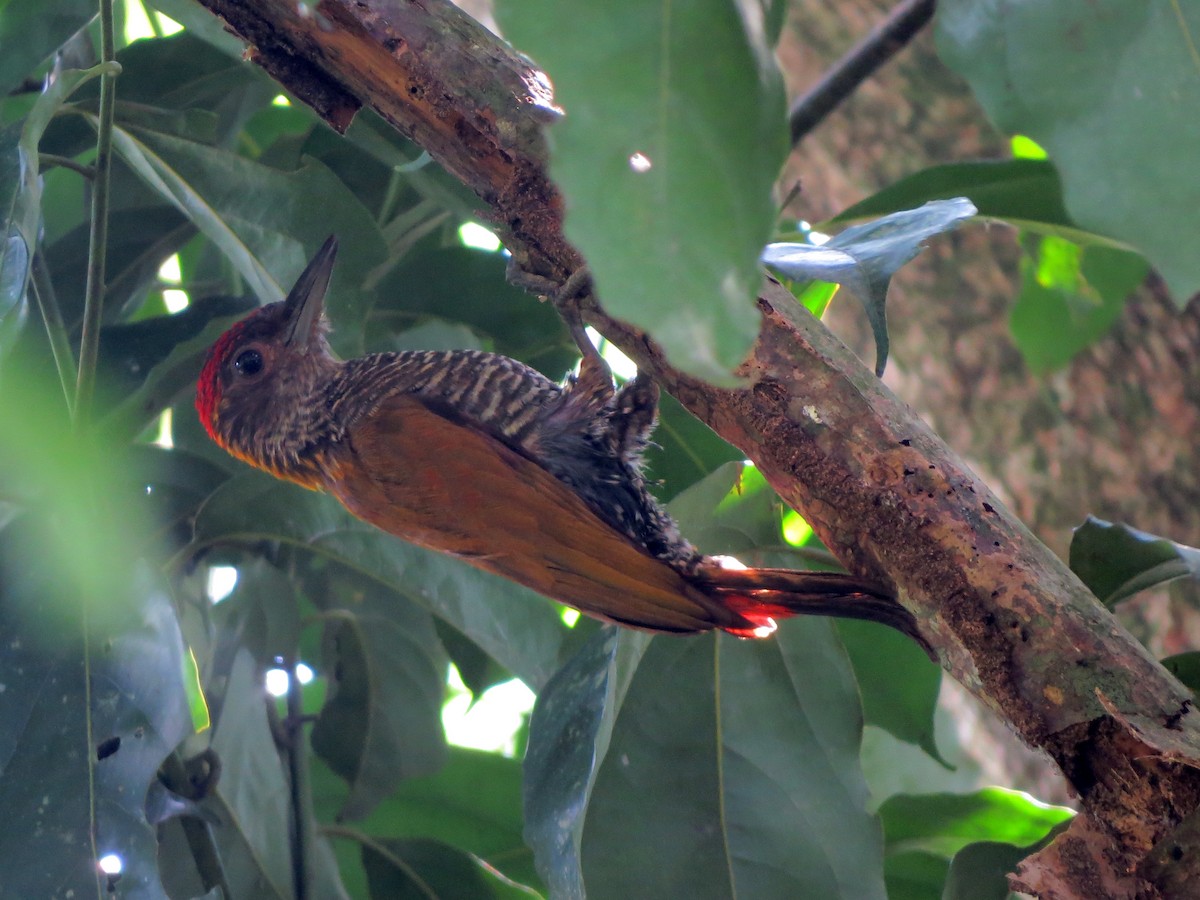 Red-rumped Woodpecker - Daniel Matamoros