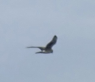 Northern Harrier - ML534596481