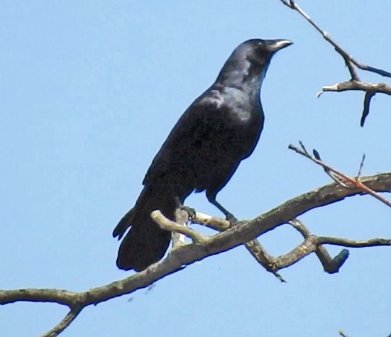 Fish Crow - ML53459711