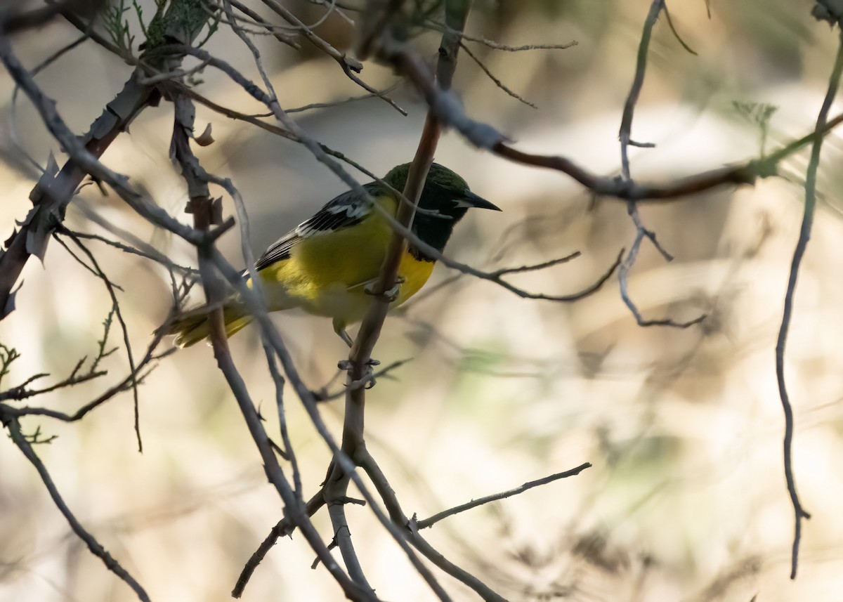 Scott's Oriole - ML534597961