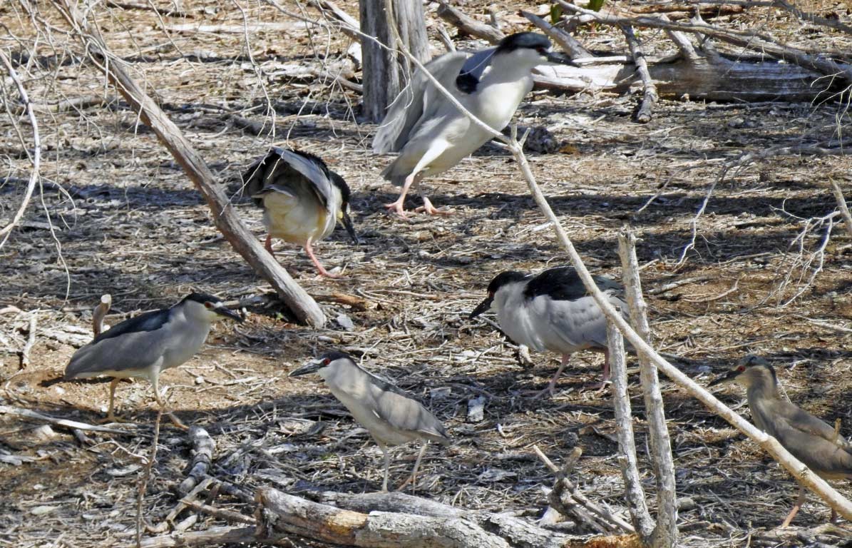 Black-crowned Night Heron - ML53459861