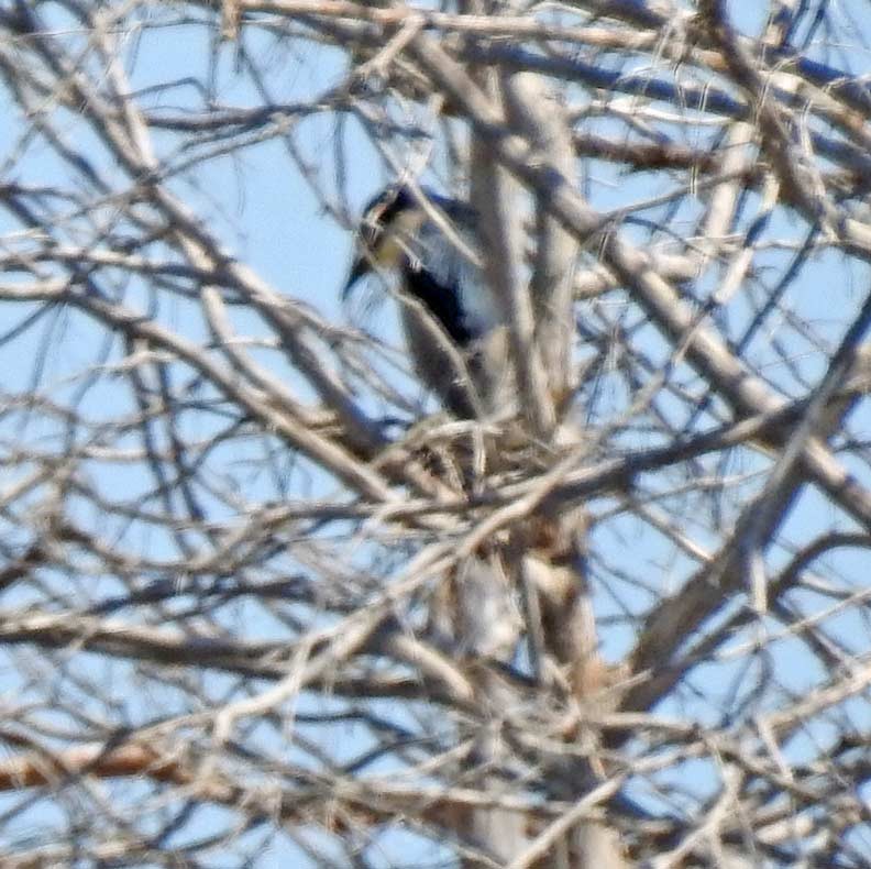 Black-crowned Night Heron - Jordan Rolen