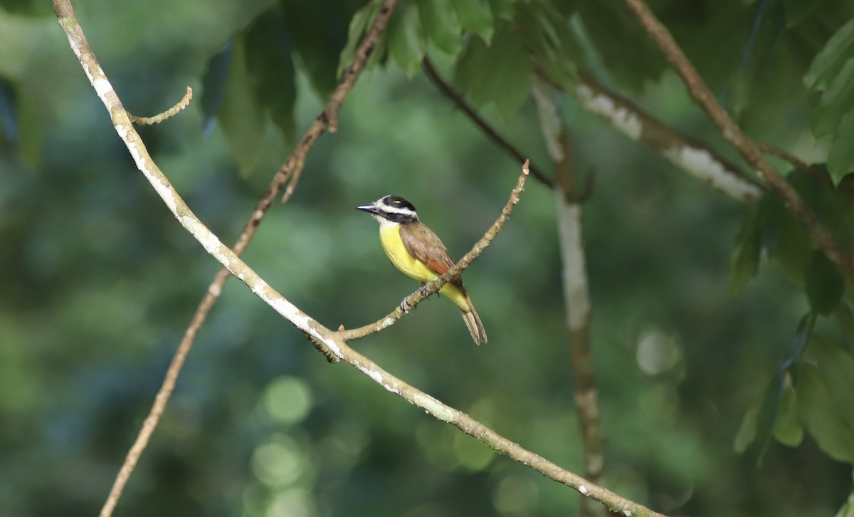 Great Kiskadee - ML534599921