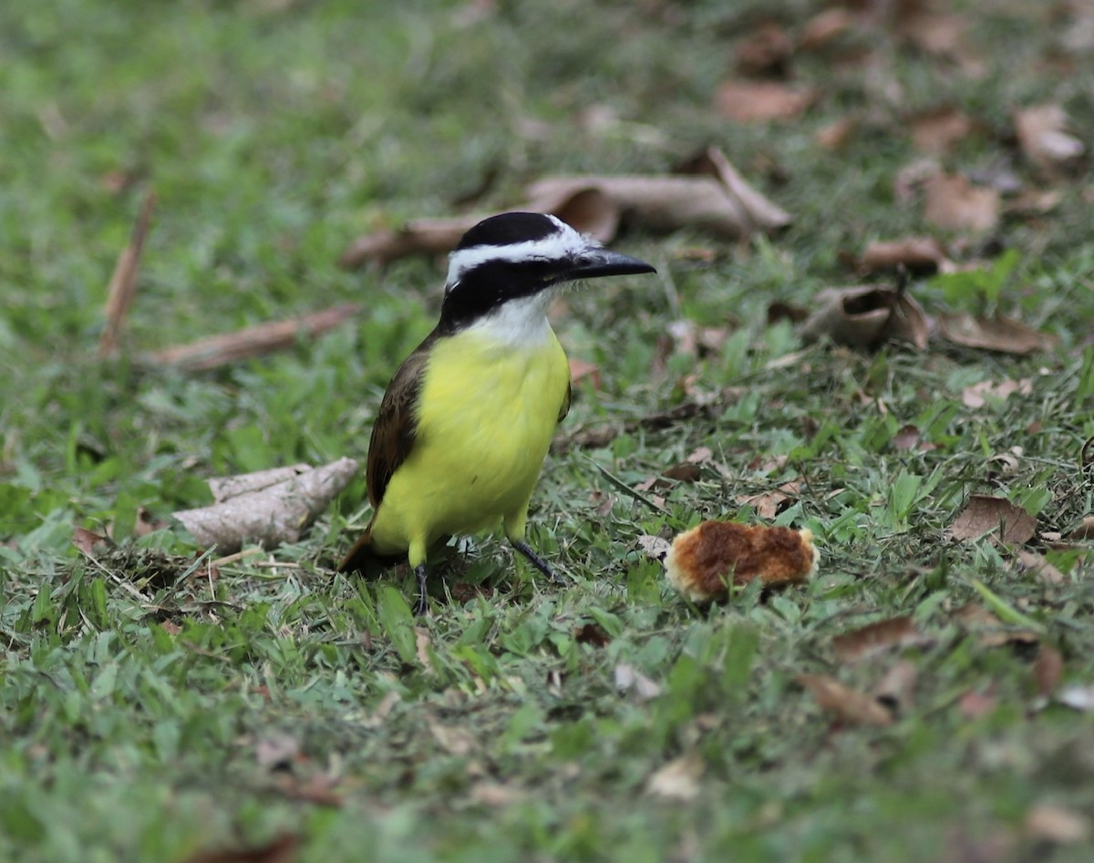 Great Kiskadee - ML534599931