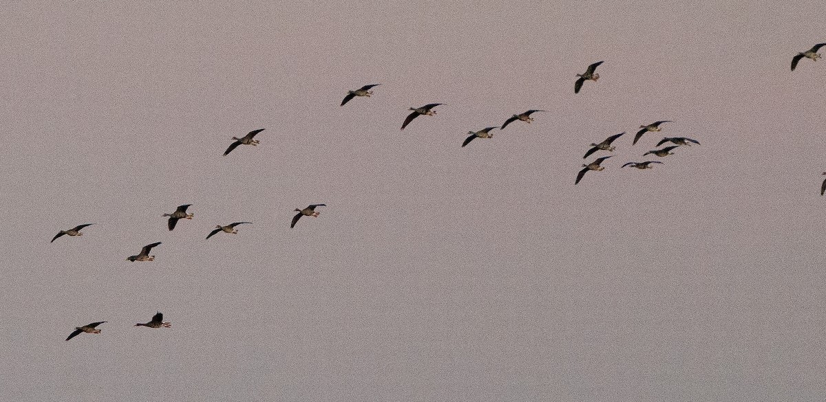 Greater White-fronted Goose - Jim Crumpler