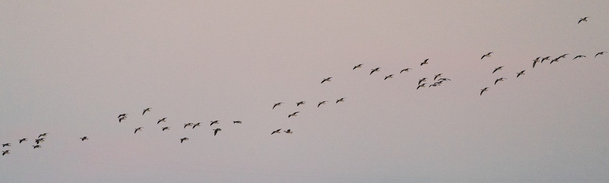 Greater White-fronted Goose - Jim Crumpler