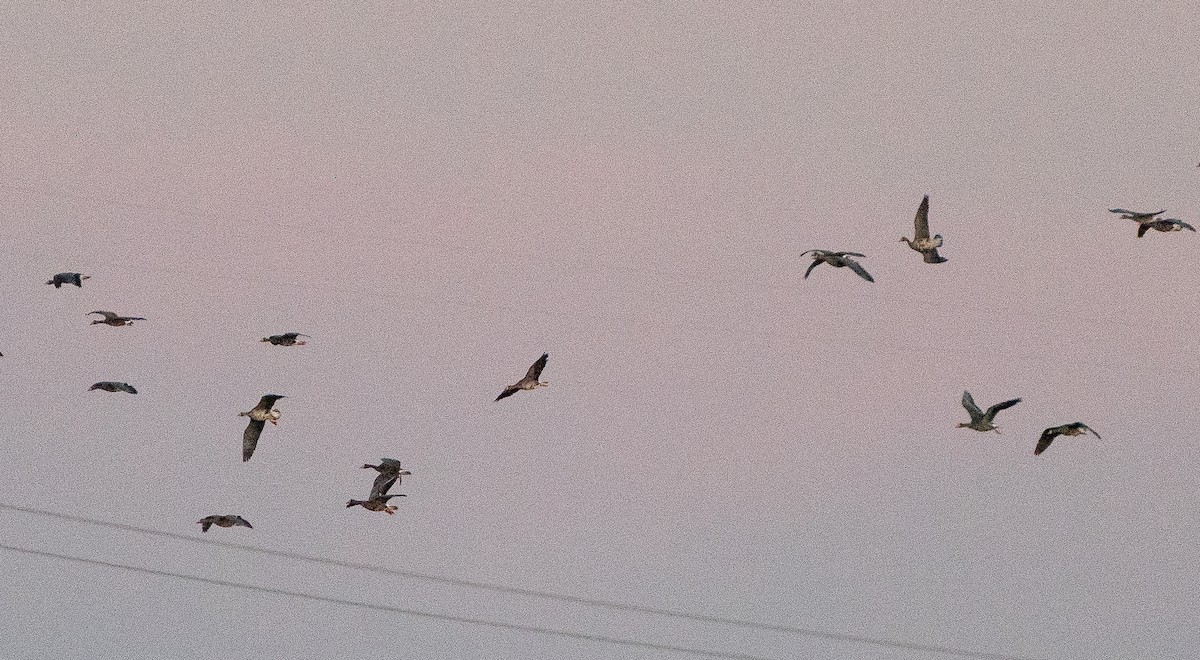 Greater White-fronted Goose - Jim Crumpler