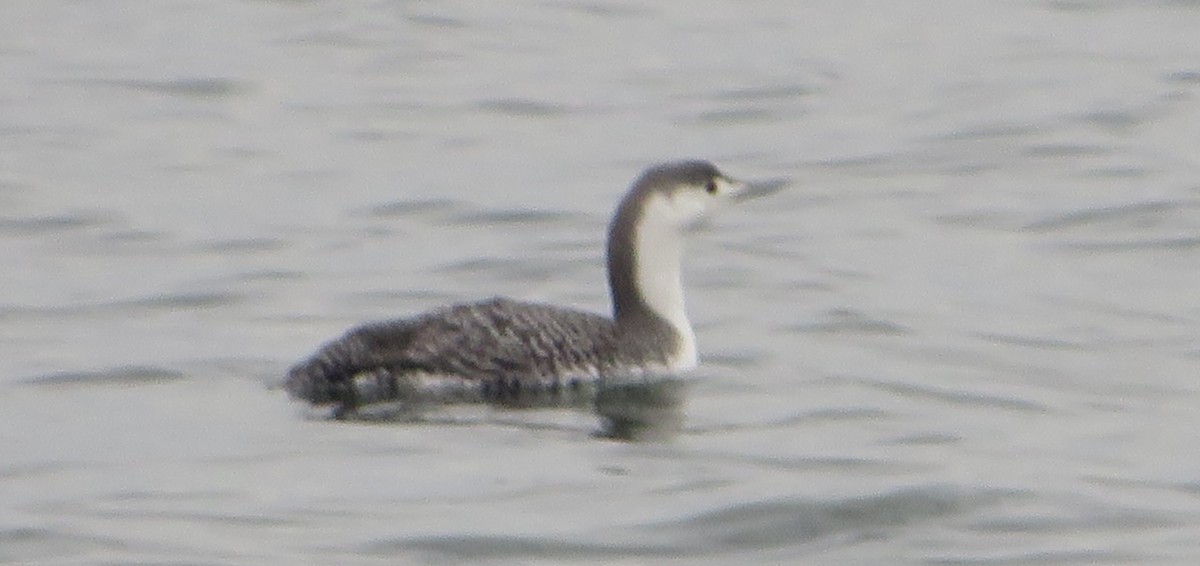 Red-throated Loon - ML534600071