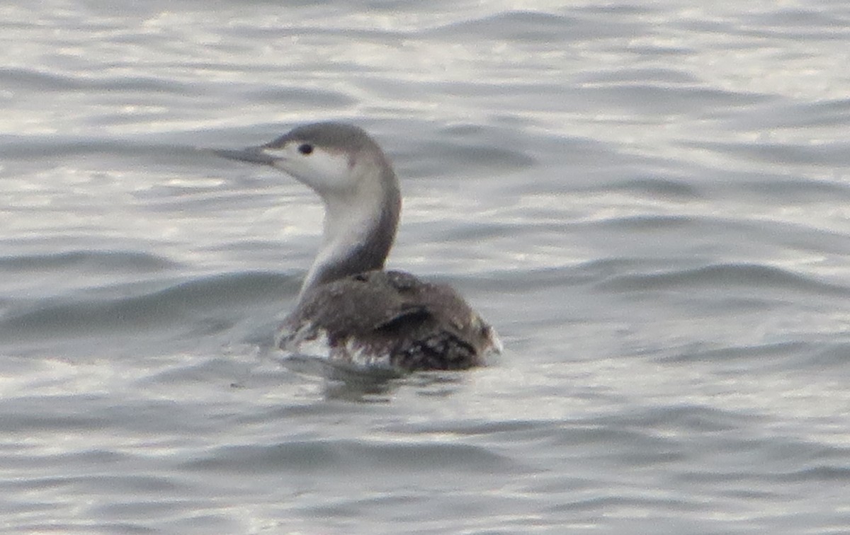 Red-throated Loon - ML534600081