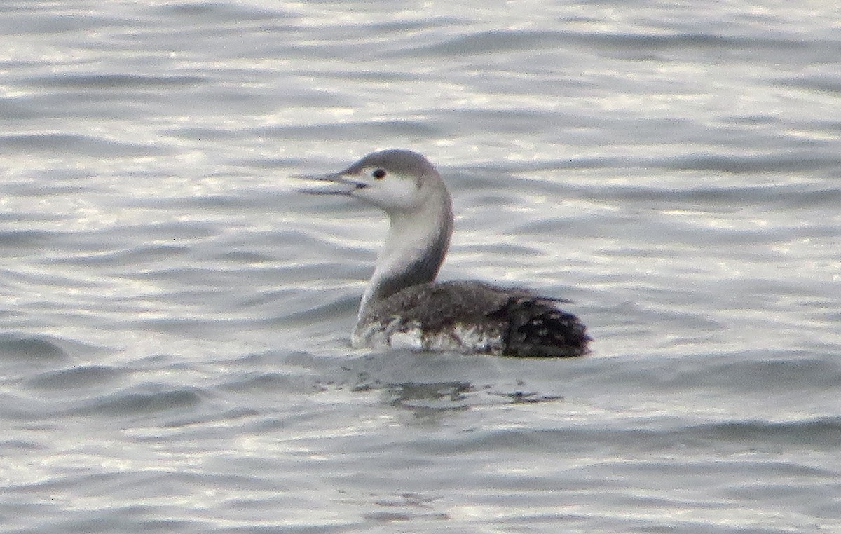 Red-throated Loon - ML534600091