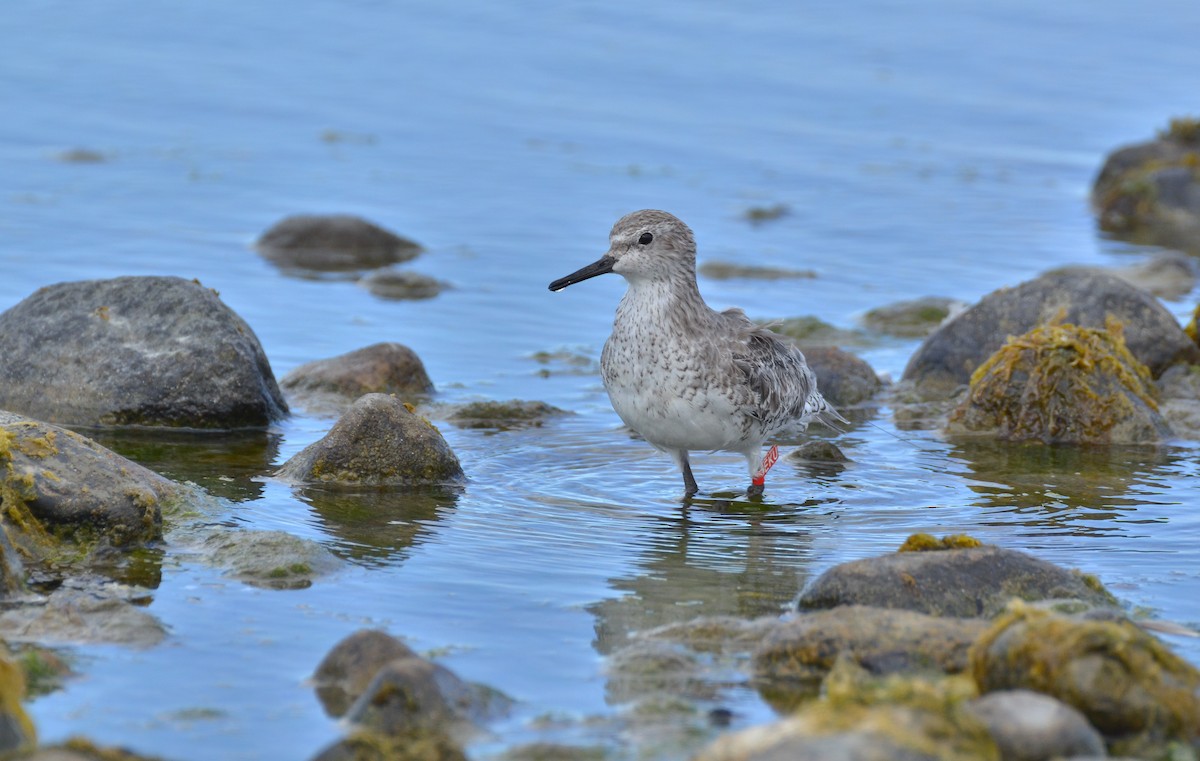 Red Knot - Natacha González