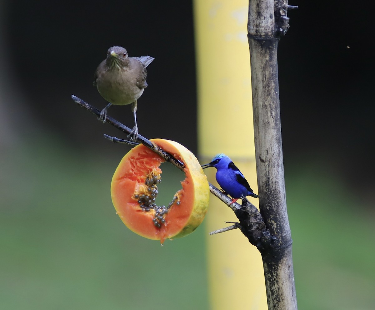 Red-legged Honeycreeper - ML534600631