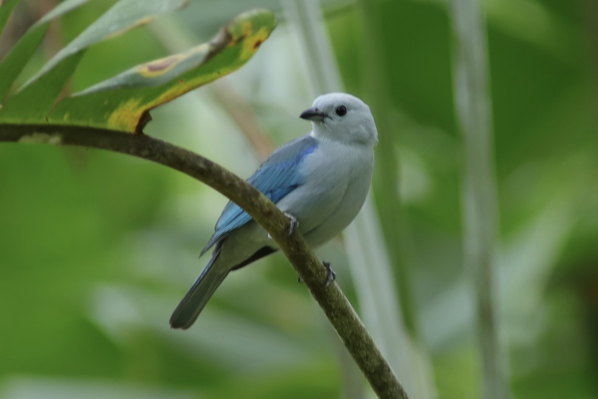 Blue-gray Tanager - ML534600751