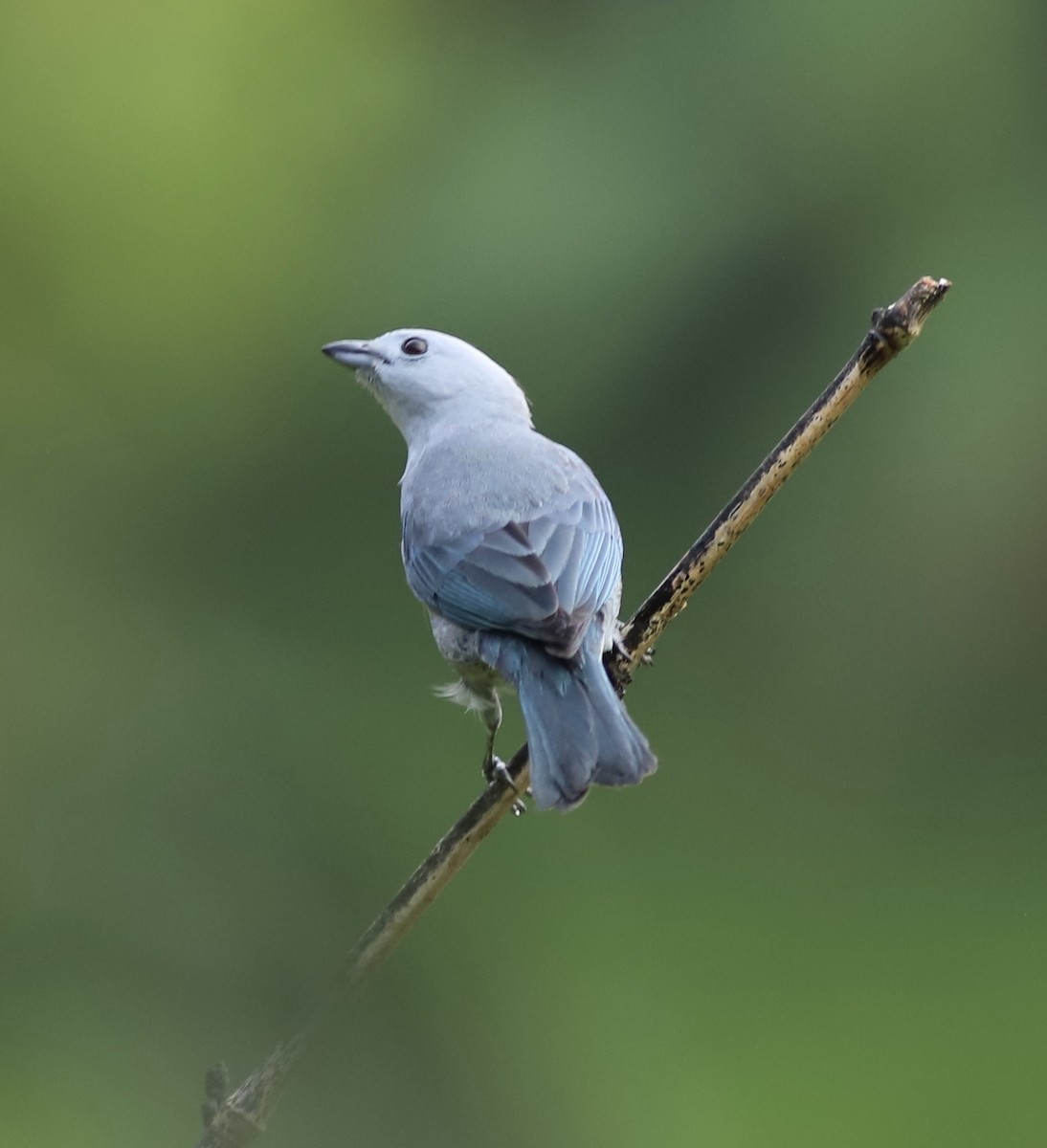 Blue-gray Tanager - ML534600761