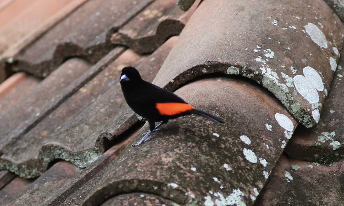 Scarlet-rumped Tanager - ML534600861