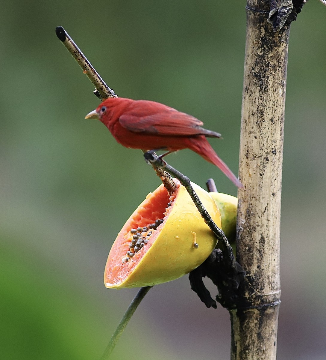 Summer Tanager - ML534600941
