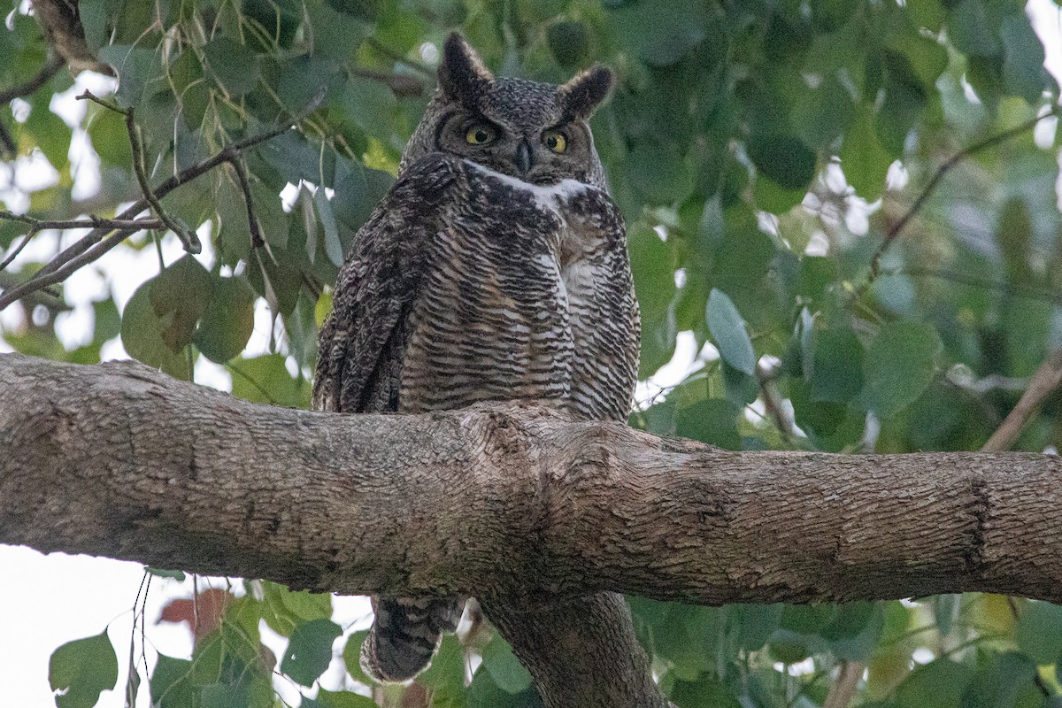 Great Horned Owl - ML534602451