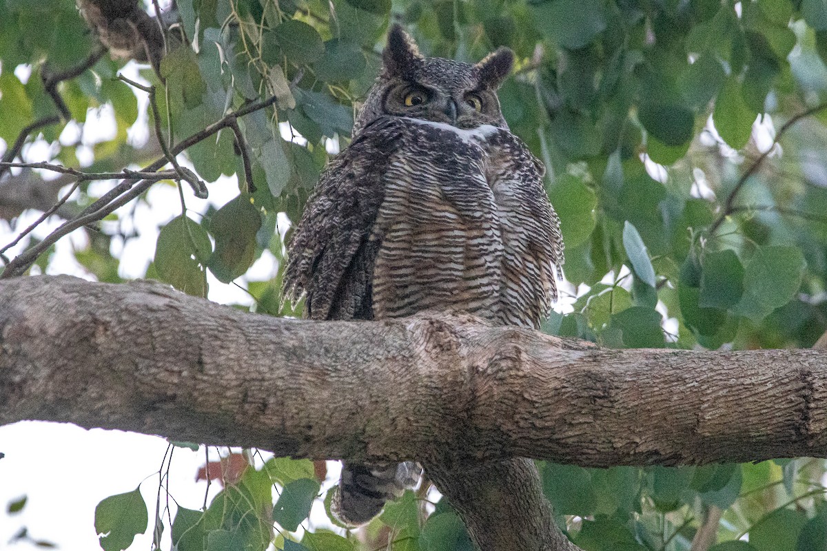Great Horned Owl - ML534602631