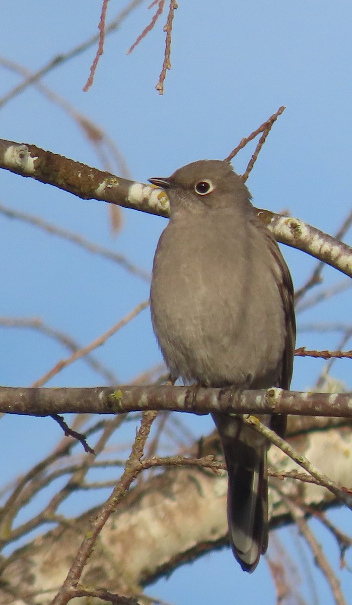 Townsend's Solitaire - Leslie Schweitzer