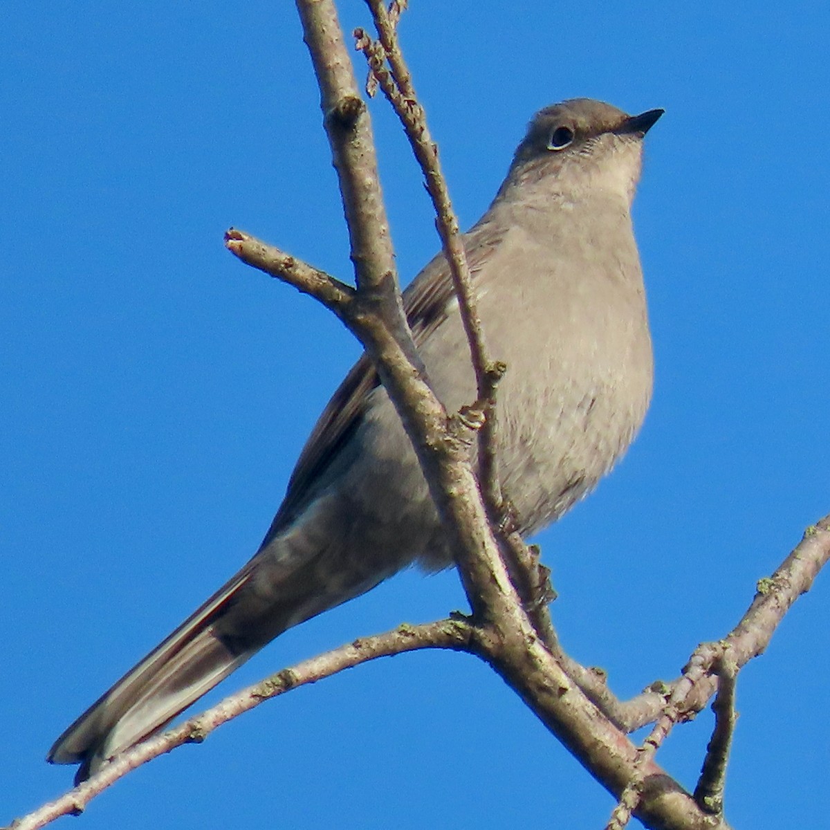 Townsend's Solitaire - Leslie Schweitzer