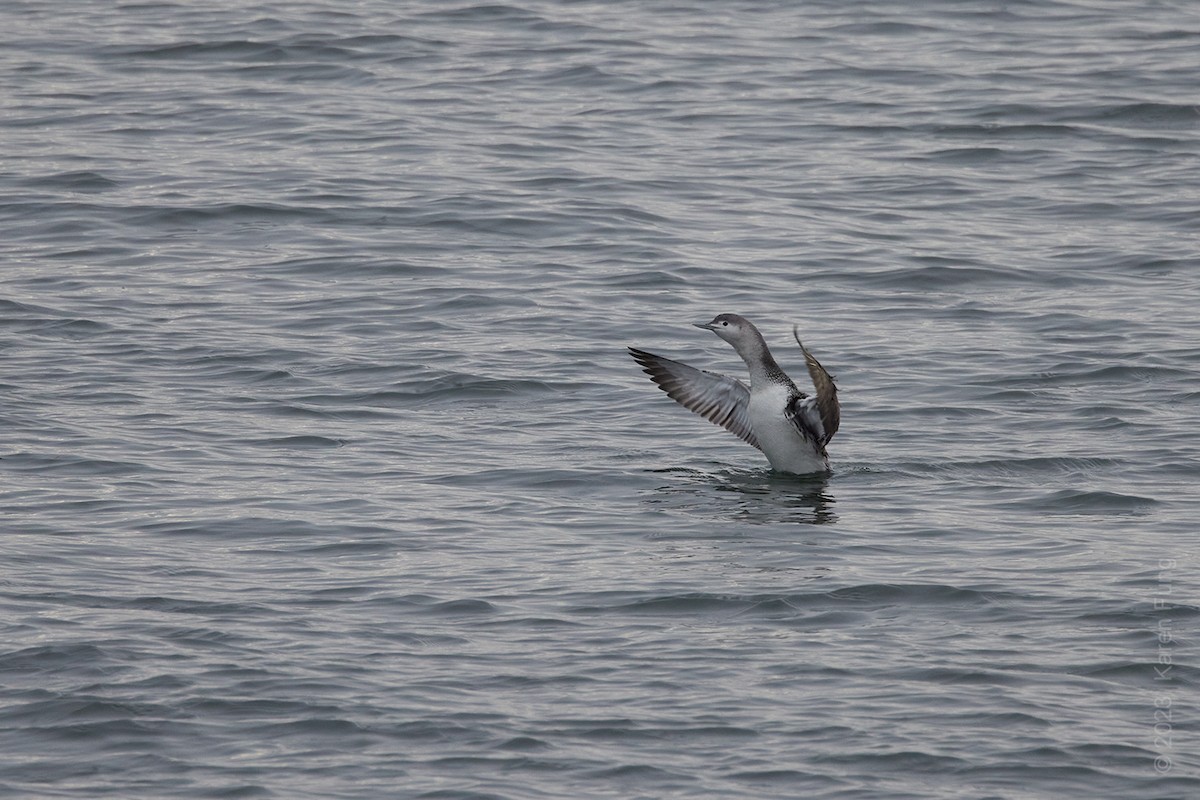 Red-throated Loon - ML534602951