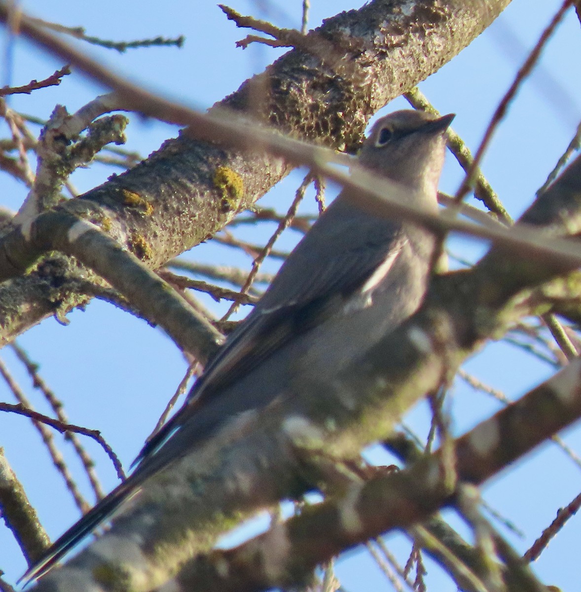 Townsend's Solitaire - Leslie Schweitzer