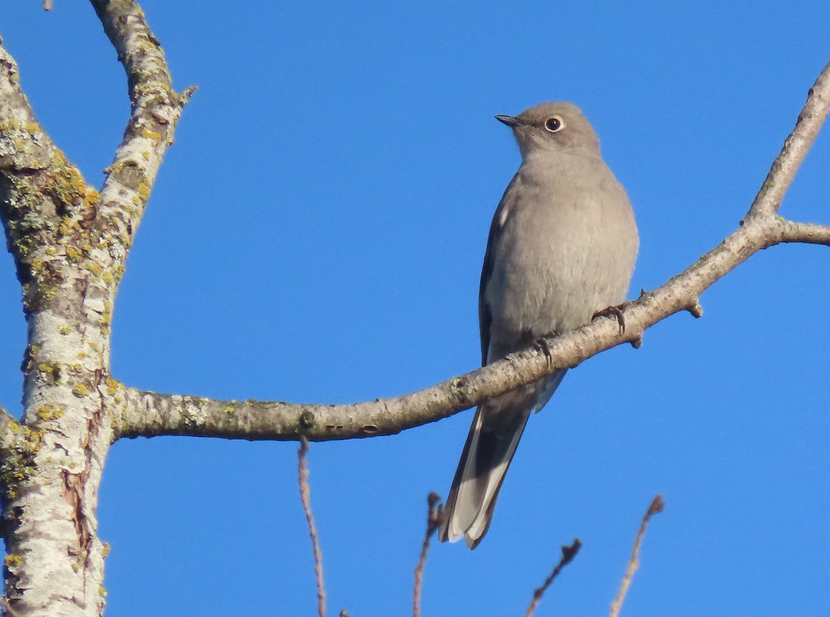 Townsend's Solitaire - Leslie Schweitzer