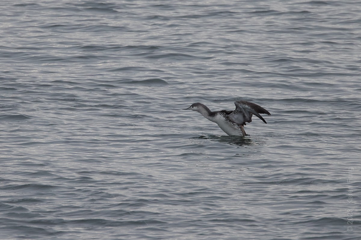 Red-throated Loon - ML534603041