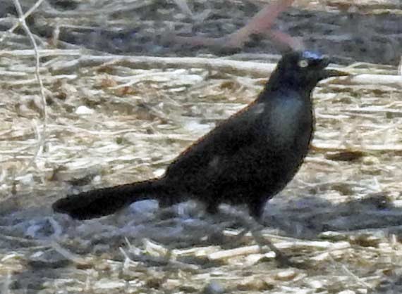 Common Grackle - ML53460381