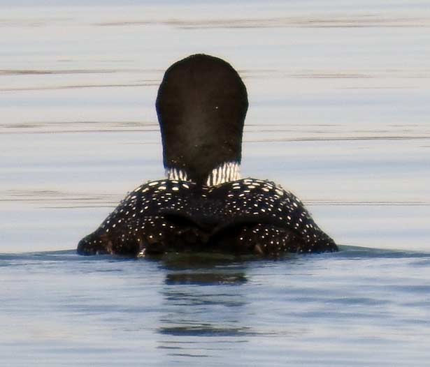 Common Loon - ML53460421