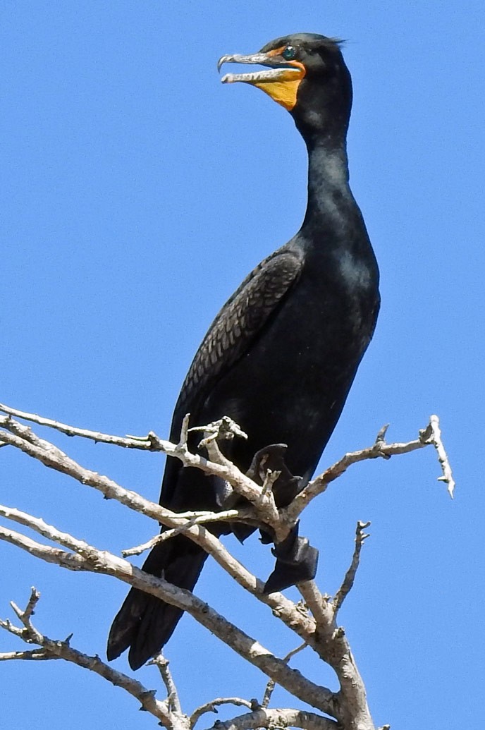 Double-crested Cormorant - ML53460521