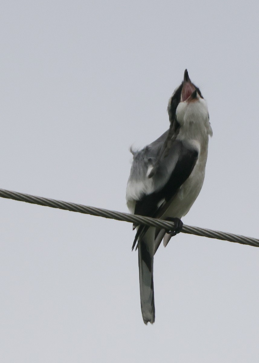 Loggerhead Shrike - ML534605311