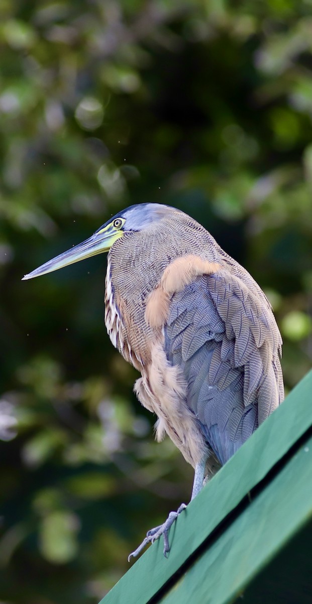 Bare-throated Tiger-Heron - ML534605411