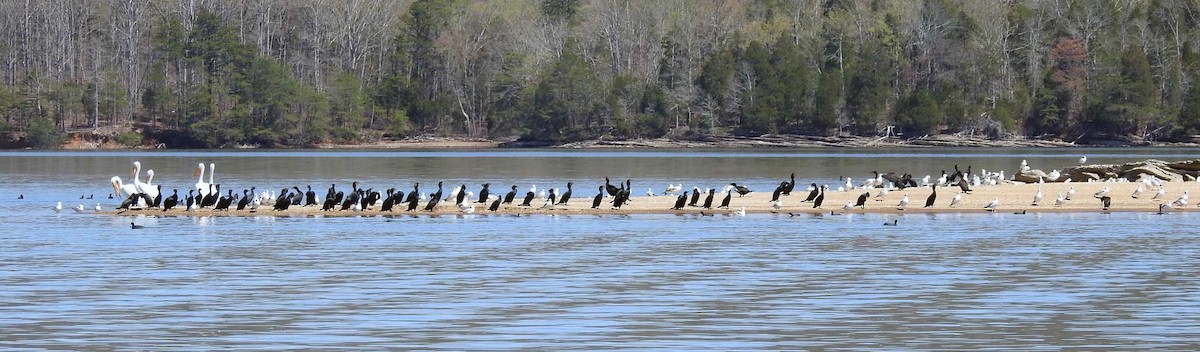 Double-crested Cormorant - ML53460571