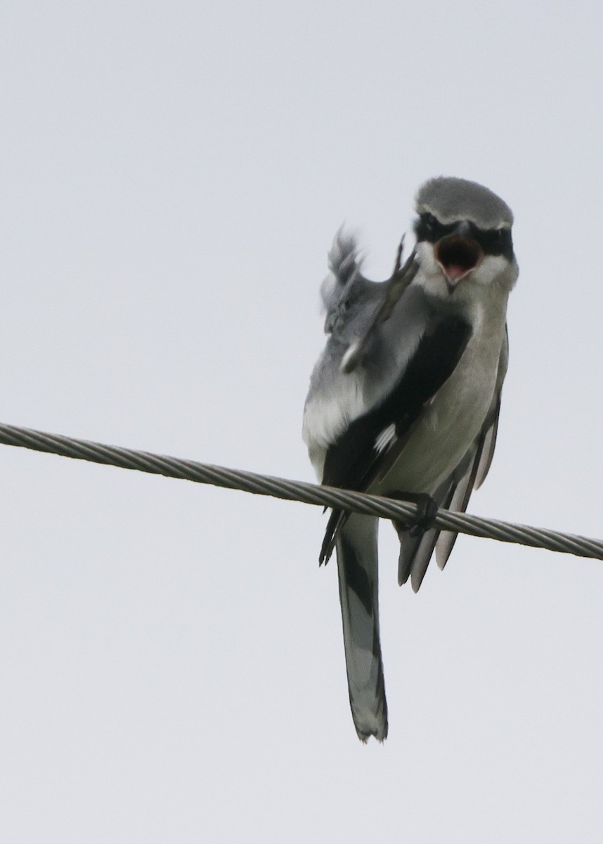 Loggerhead Shrike - ML534605801