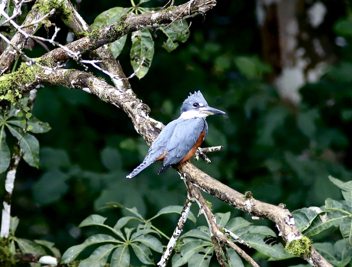 Amazon Kingfisher - ML534605941