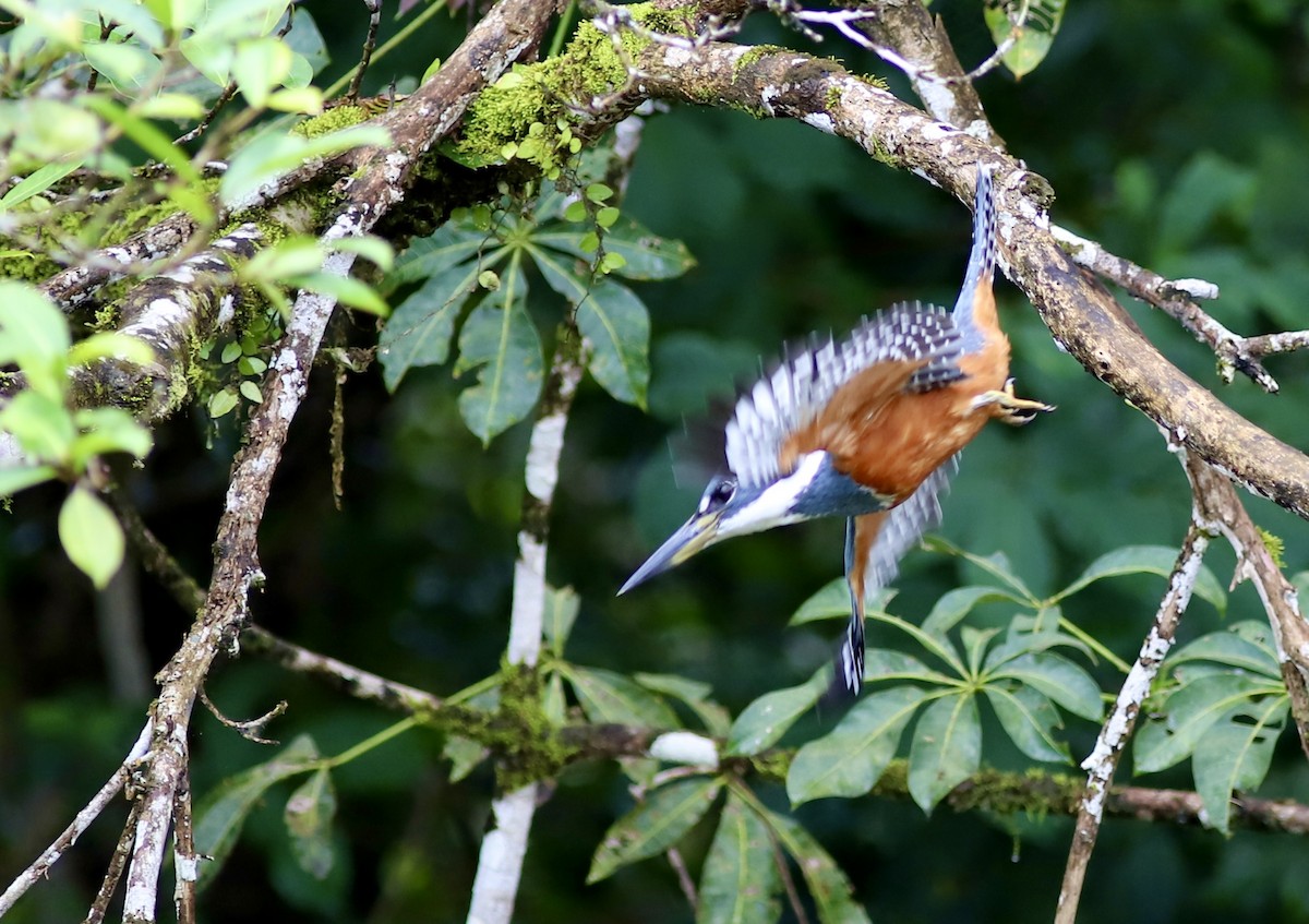 Amazon Kingfisher - ML534605951
