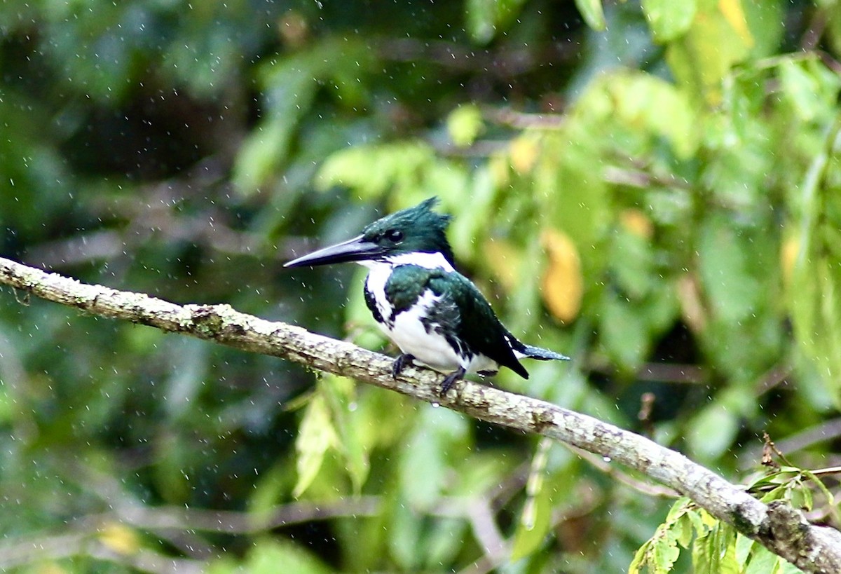Green Kingfisher - ML534606101