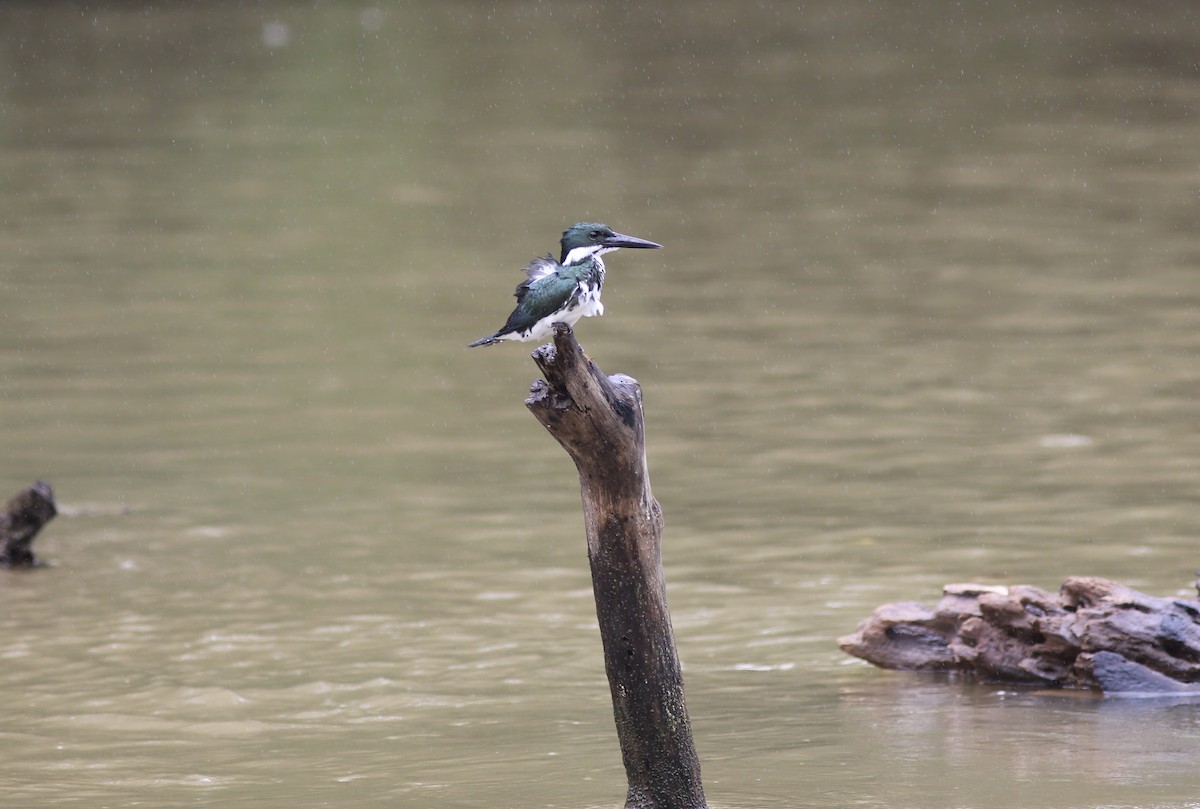 Green Kingfisher - ML534606111